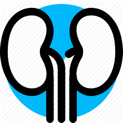 Sex hormones and the urinary system